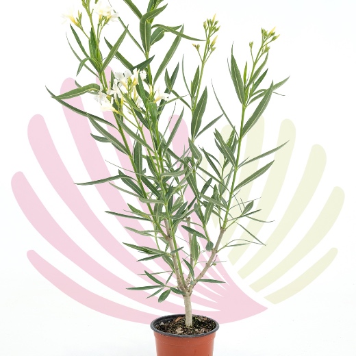 Nerium oleander White - P173040V0100Z00010